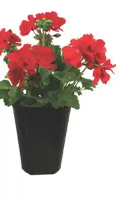 The Home Depot 4 Seed Geranium offer