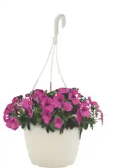 The Home Depot 10 Classic Hanging Basket offer