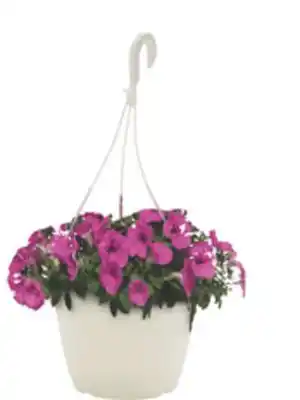 The Home Depot 10 Classic Hanging Basket offer