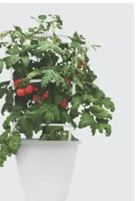 The Home Depot 10 Vegetable Cage offer