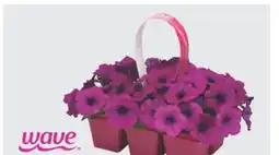The Home Depot Jumbo 6-Pack Petunia offer