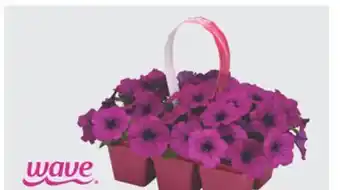 The Home Depot Jumbo 6-Pack Petunia offer