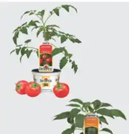 The Home Depot 3.5 Vegetables & Herbs offer