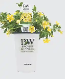 The Home Depot Quart Premium Annuals offer