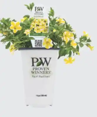 The Home Depot Quart Premium Annuals offer