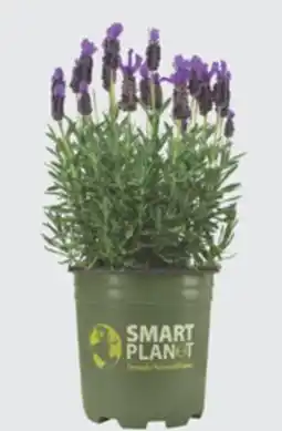 The Home Depot 2.5-Quart Lavender offer