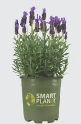 The Home Depot 2.5-Quart Lavender offer