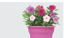 The Home Depot 10 Capello Annual Planter offer