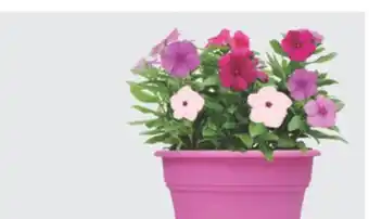 The Home Depot 10 Capello Annual Planter offer