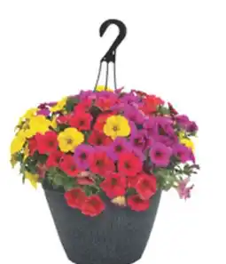 The Home Depot 11 Select Annual Hanging Basket offer