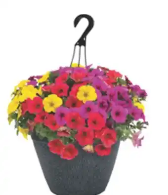 The Home Depot 11 Select Annual Hanging Basket offer