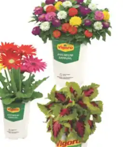 The Home Depot VIGORO Select Premium Annuals offer