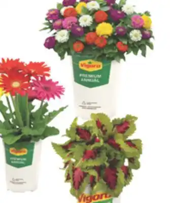 The Home Depot VIGORO Select Premium Annuals offer