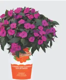 The Home Depot 2.5-Quart SunPatiens offer