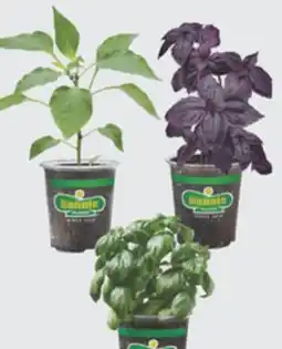 The Home Depot 4.5 Select Pepper or Basil offer