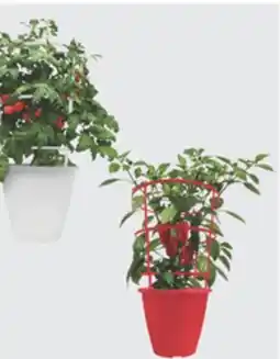 The Home Depot BURPEE #11.75 Tomato or Pepper Cage offer