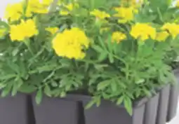 The Home Depot 12-Pack Annuals offer