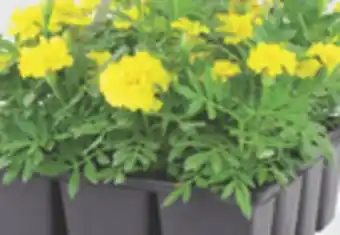 The Home Depot 12-Pack Annuals offer