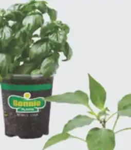 The Home Depot 4.5 Pepper & Basil offer