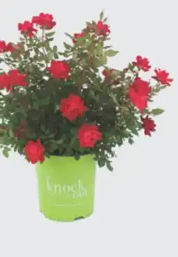 The Home Depot 2-Gallon Rose offer