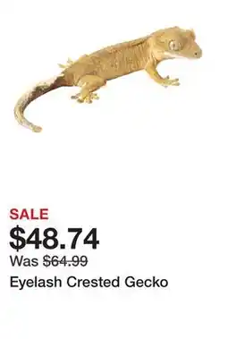 Petsmart Eyelash Crested Gecko offer