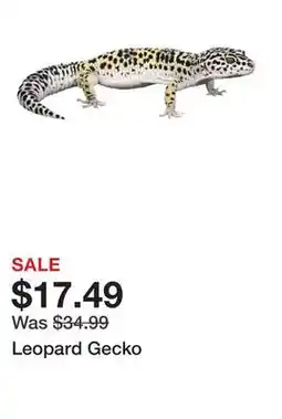 Petsmart Leopard Gecko offer