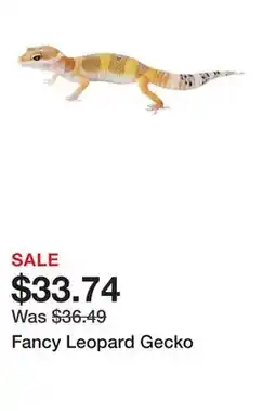 Petsmart Fancy Leopard Gecko offer