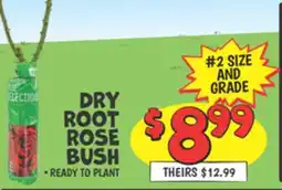 Ollie's DRY ROOT ROSE BUSH offer