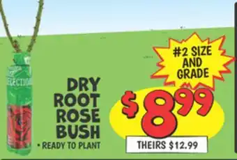 Ollie's DRY ROOT ROSE BUSH offer