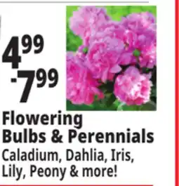Ocean State Job Lot Flowering Bulbs & Perennials offer