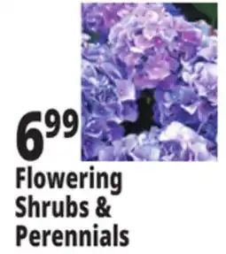 Ocean State Job Lot Flowering Shrubs & Perennials offer