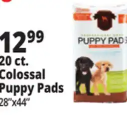 Ocean State Job Lot 20 ct. Colossal Puppy Pads offer