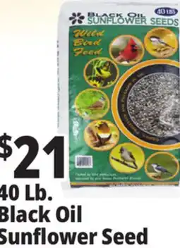 Ocean State Job Lot 40 Lb. Black Oil Sunflower Seed offer