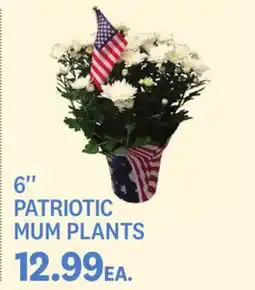 Kings Food Markets 6'' PATRIOTIC MUM PLANTS offer