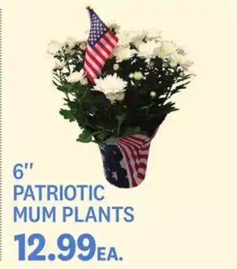 Kings Food Markets 6'' PATRIOTIC MUM PLANTS offer