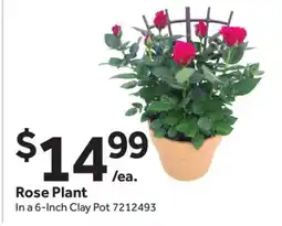 Stop&Shop Rose Plant offer