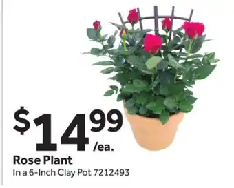 Stop&Shop Rose Plant offer
