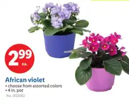 Lidl African violet offer