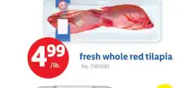 Lidl fresh whole red tilapia offer
