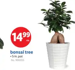 Lidl bonsai tree offer
