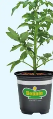 Lowe's Plants Select 11.8-oz Vegetables offer