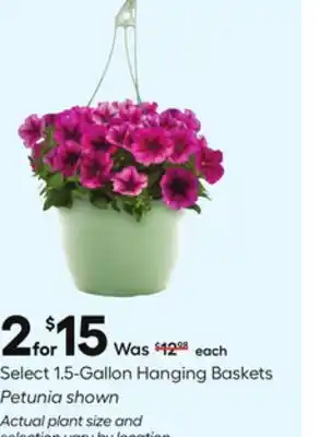 Lowe's Select 1.5-Gallon Hanging Baskets offer