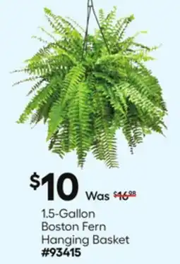 Lowe's 1.5-Gallon Boston Fern Hanging Basket offer
