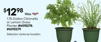 Lowe's 1.75-Gallon Citronella or Lemon Grass Planter offer