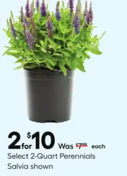 Lowe's Select 2-Quart Perennials offer