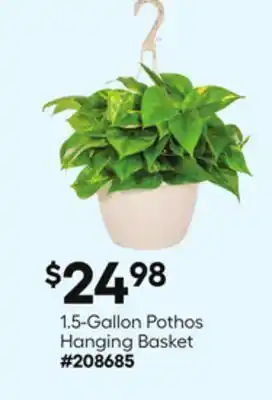 Lowe's 1 5-Gallon Pothos Hanging Basket offer