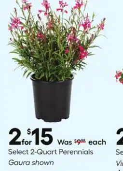Lowe's Select 2-Quart Perennials offer