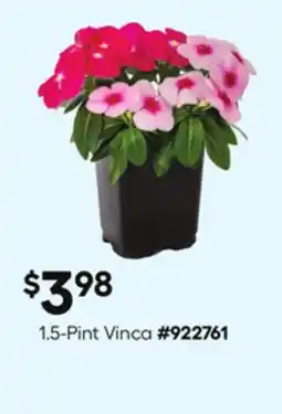 Lowe's 1.5-Pint Vinca offer