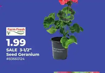 Runnings 3-1/2 Seed Geranium offer