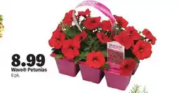 Meijer Wave Petunias offer